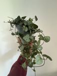 Ceropegia woodii P12 Sznur Serduszek