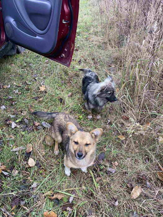 Собачки в добрі руки