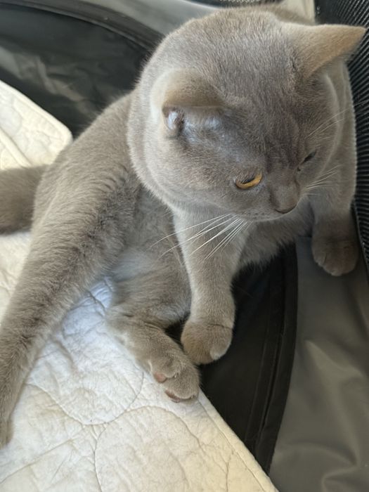 Kot brytyjski niebieski liliowy