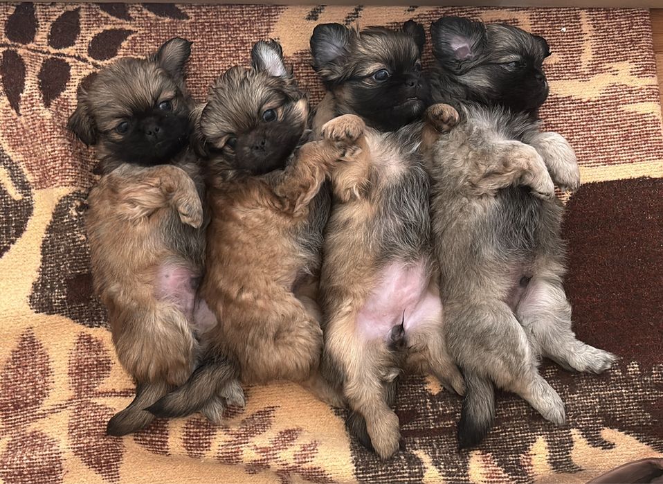 Cztery szczeniaki pekińczyki szukają domu