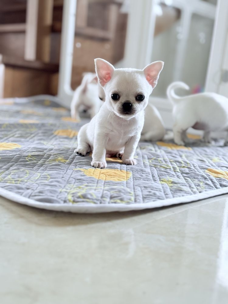 Piekny piesek chihuahua ZKwP FCI