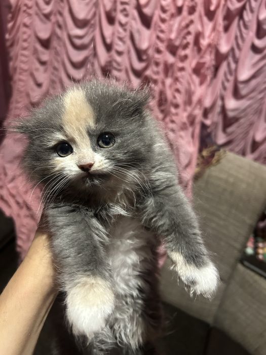 Кошеня дуже гарне і грайливе( дівчинка).