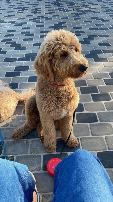 Лабродудлі чекають на шкіряних!