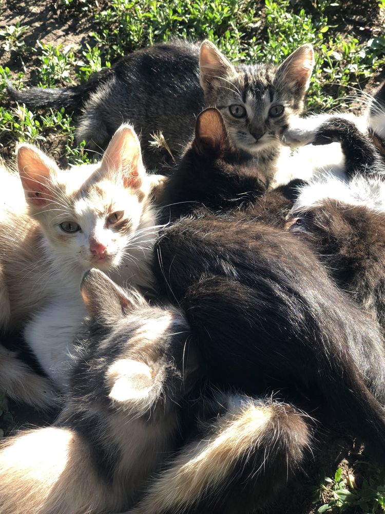 Котята срочно ищут дом