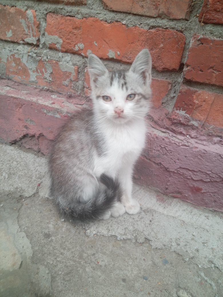 Віддам Котенят в добрі руки