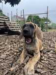 Dogue alemao tigrado