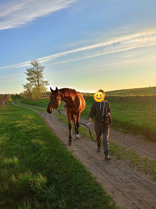 Wałach do jazdy i jako przyjaciel