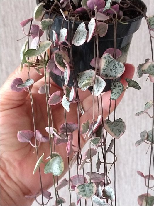 Keropegia woodii wariegata