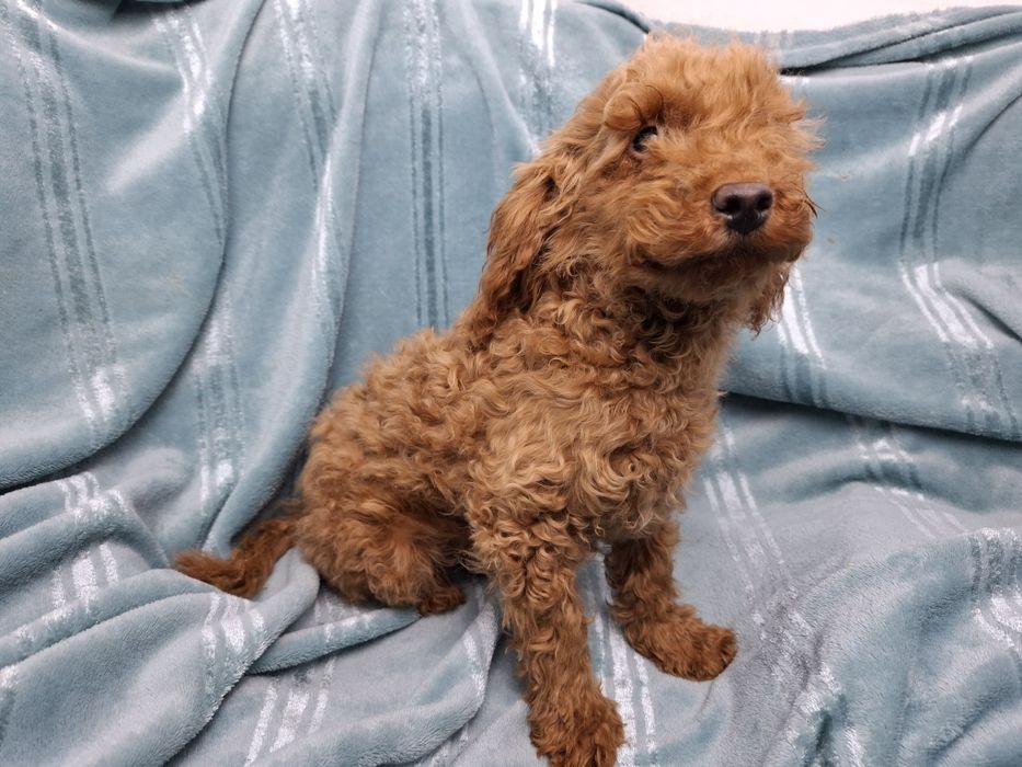 pudel miniaturowy szczeniak