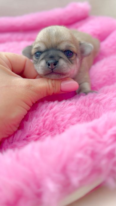 Piekny chłopiec chihuahua. Długowlosy