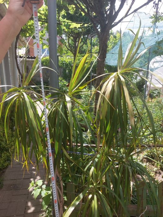 Квітка кімнатна Дроцена