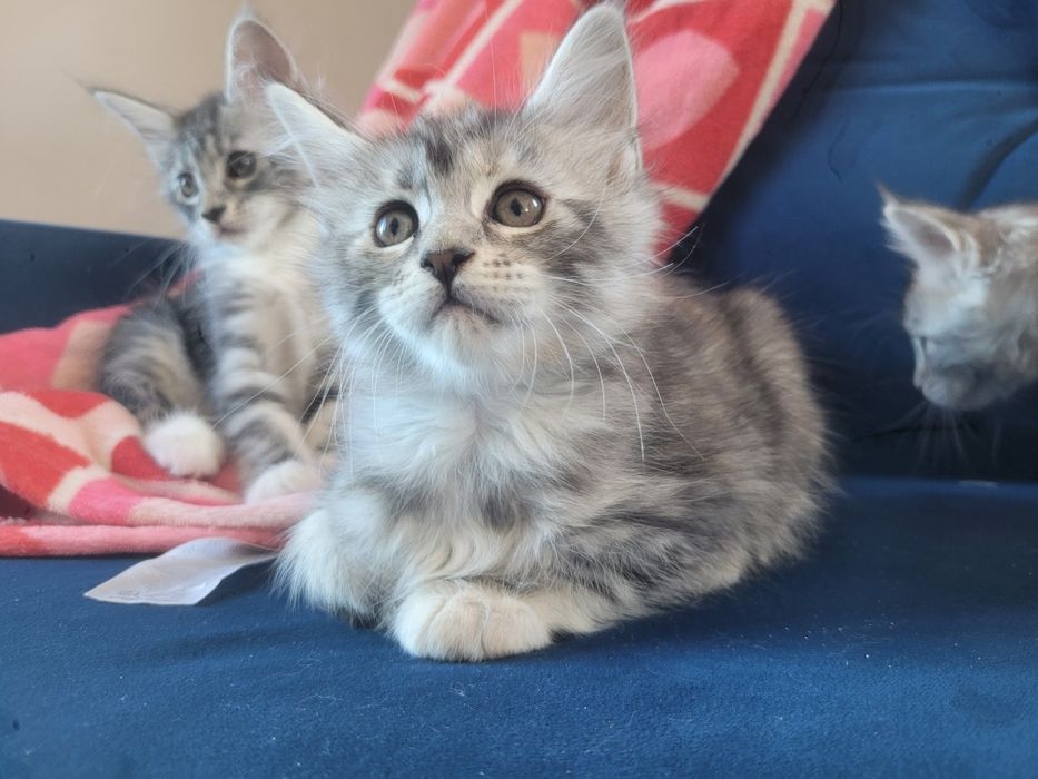Kotka ETNA srebrna szylkretka Maine Coon