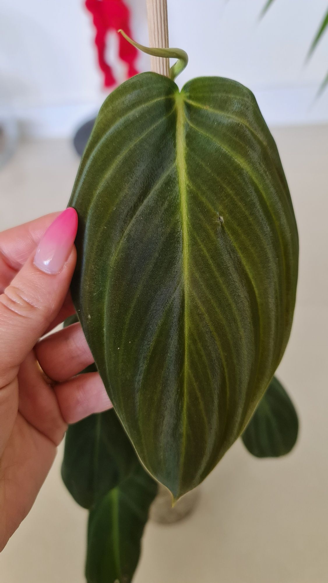 Philodendron Gigas