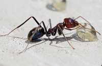 Iridomyrmex purpureus мясной муравей из Австралии эксклюзив