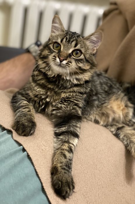 Котенок в заботливые руки