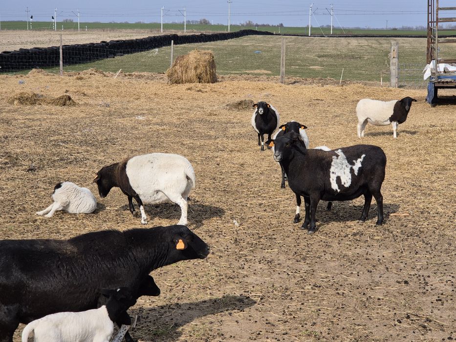 Owce Dorper 50% Baran Dorper 100% z Czech z rodowodem GRATIS!