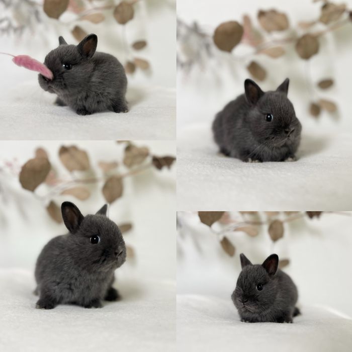 Króliczki Mini Lop, karzełki Teddy, Niderlandzkie gotowe do odbioru