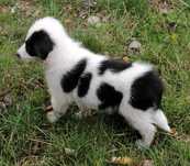 Piesek border collie - piękny