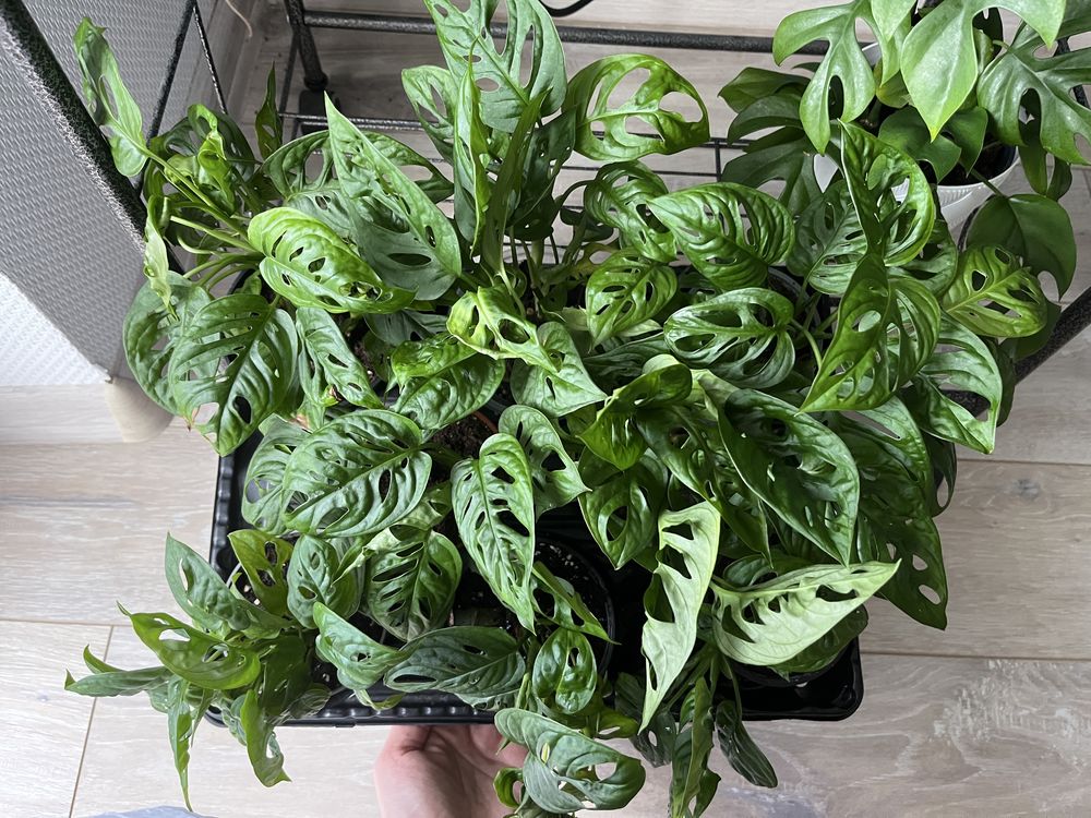 Monstera adasonii monkey mask