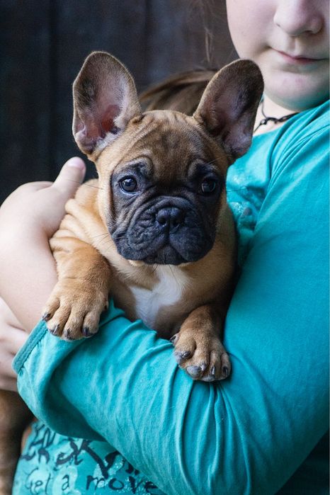 Французький бульдог, дівчинка, КСУ документи