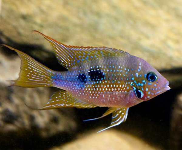 Thorichthys maculipinnis Pielęgnica Eliota