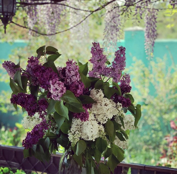 Гліцинія відводки 3 роки