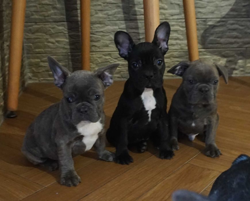 buldog francuski cudny szczeniaczek