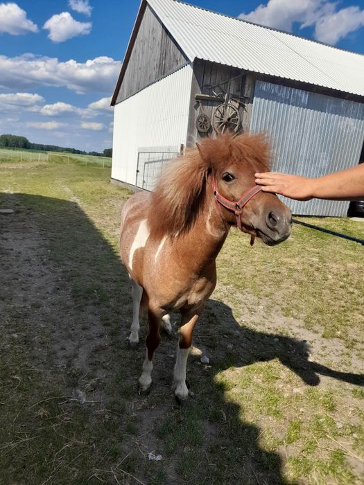 Kucyk Ogier Duzej budowy