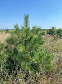Сосна крымка ком. Pinus pallasiana \ Палласова сосна