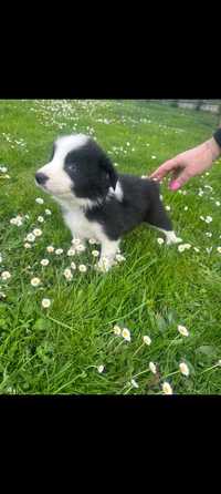 Border collie szczeniak do odbioru