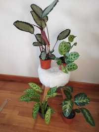 Pack calatheas e marantas