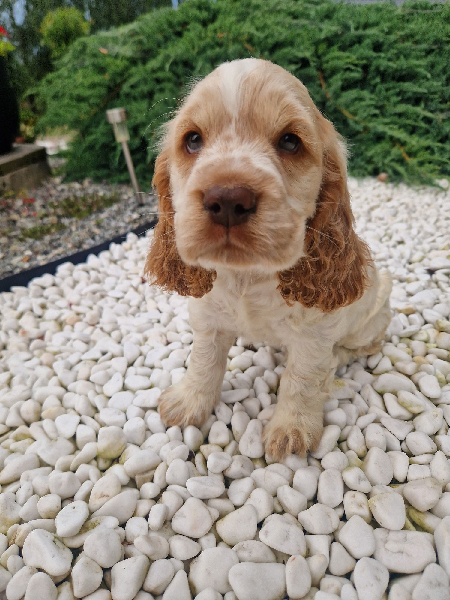 Piesek biało rudy, cocker spaniel