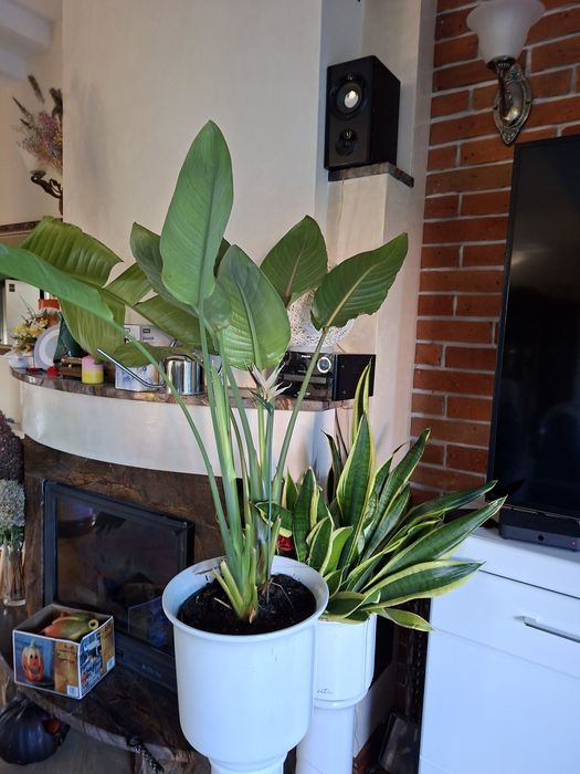 Kwiaty na zewnątrz i wewnątrz