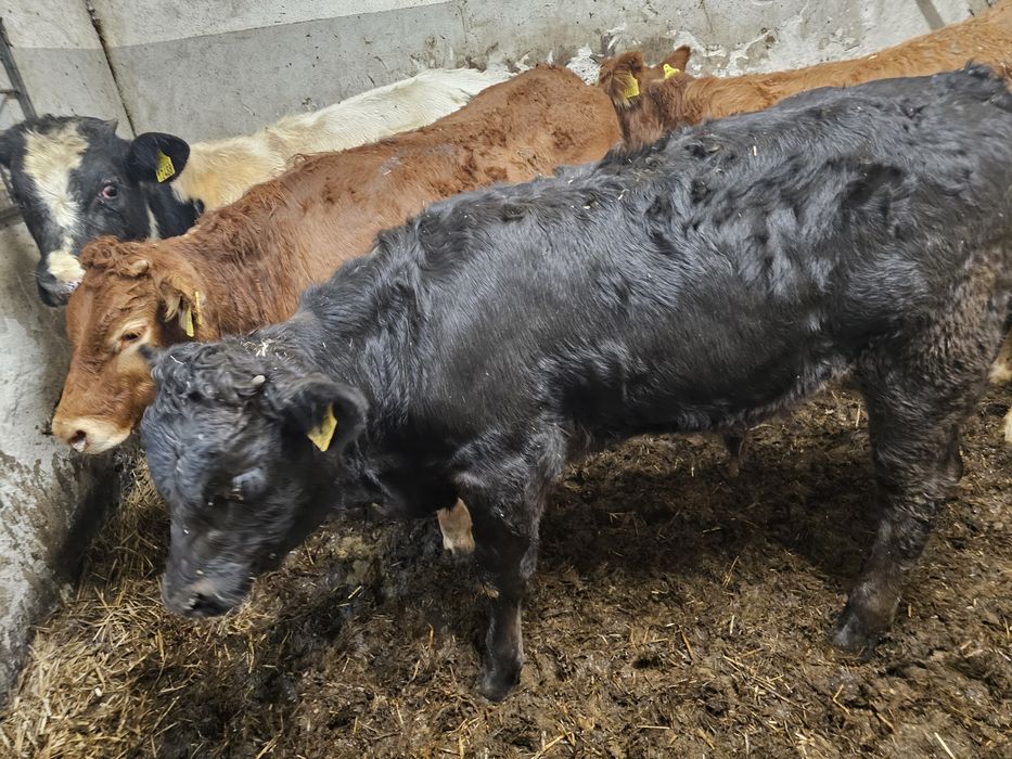 Sprzedam odsadki Belgi Limuze