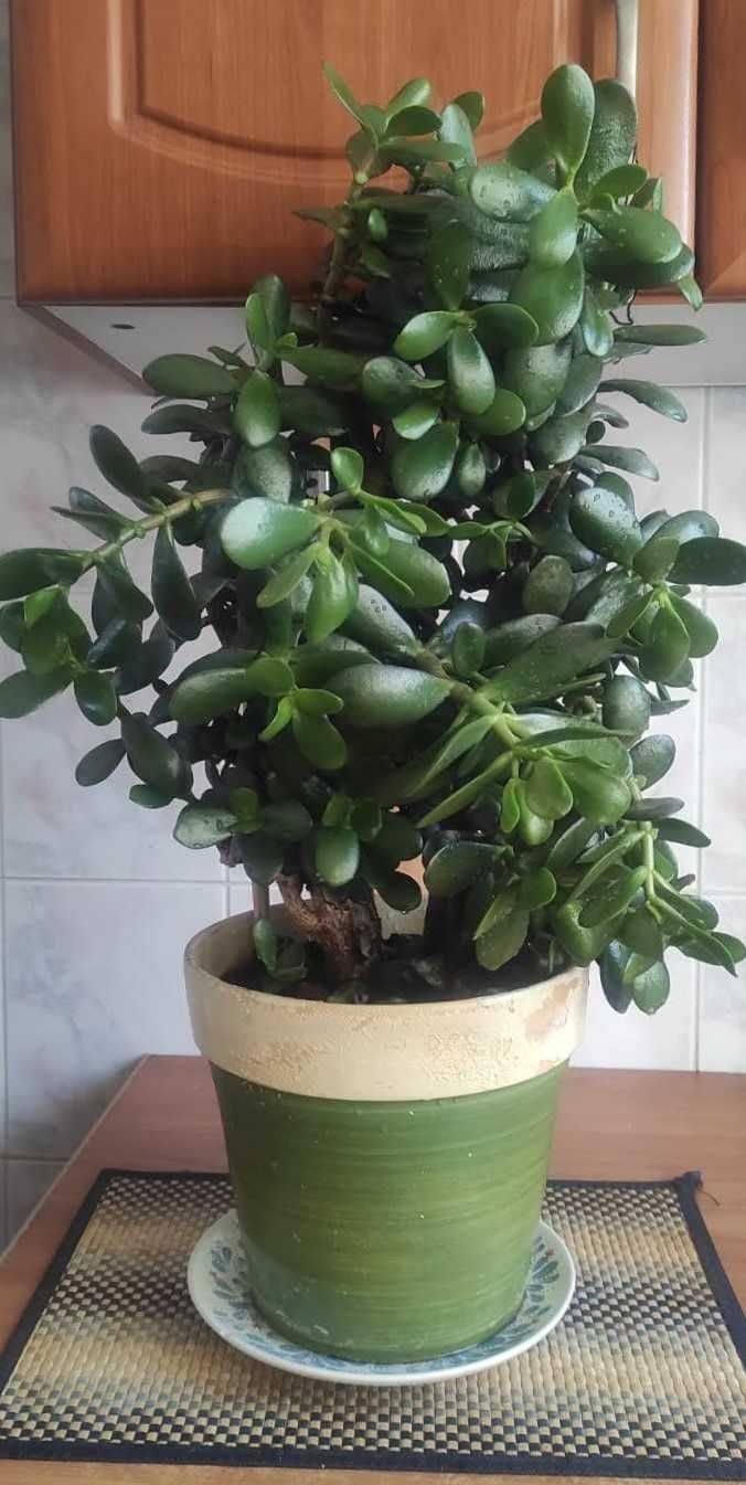 Bardzo gęsty Grubosz jajowaty Crassula Ovata drzewko szczęścia