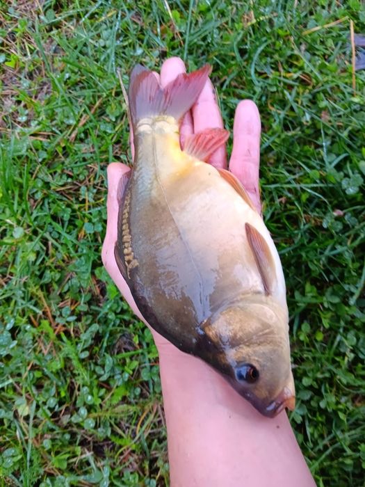 Sprzedam kroczek karpia