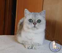 шотландське кошеня сріблястого забарвлення (розплідник)