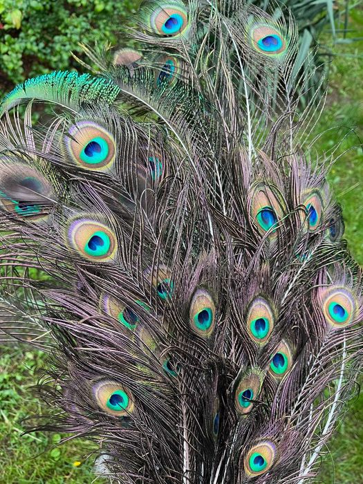 Pióra pawie różne długości. Całóść
