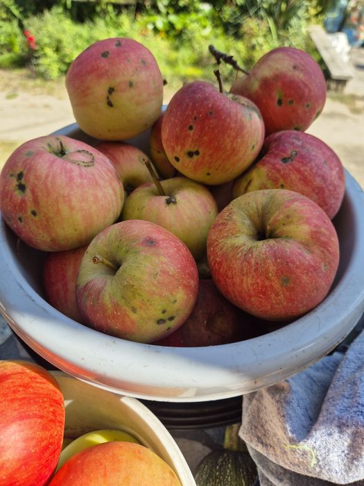 Jabłka Champion eko