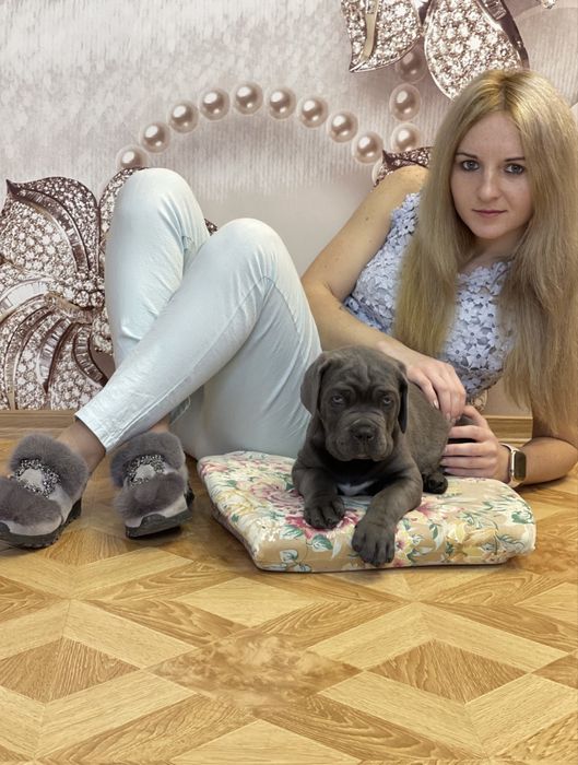 Щеночки Cane corso-Шоу класу сірого окрасу