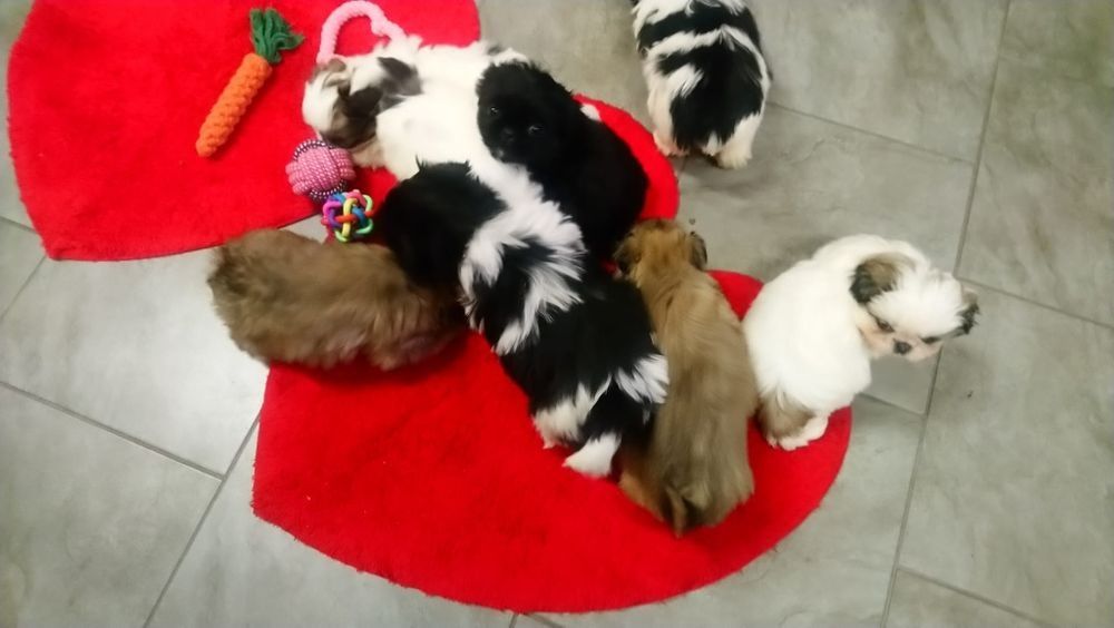 Pekińczyk Pekińczyki Nie Shih Tzu