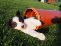 GOTOWY DO ODBIORU, KAKTUS, Border Collie, samiec z rodowodem