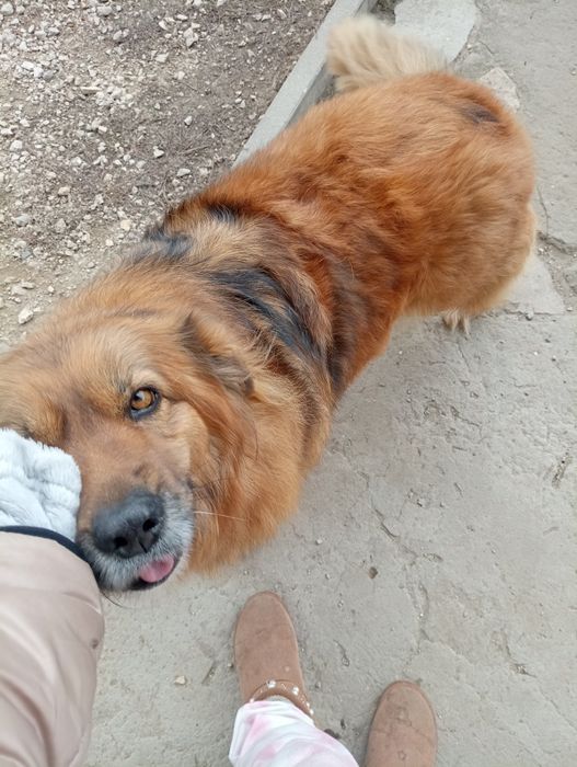 Suczka w typie goldena