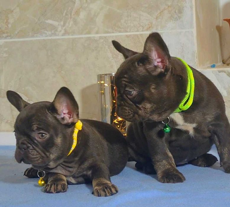 В отличном качестве от привозных родителей щенки французского бульдога