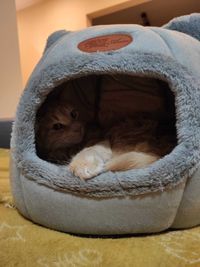 Novo! Cama iglo para gatos