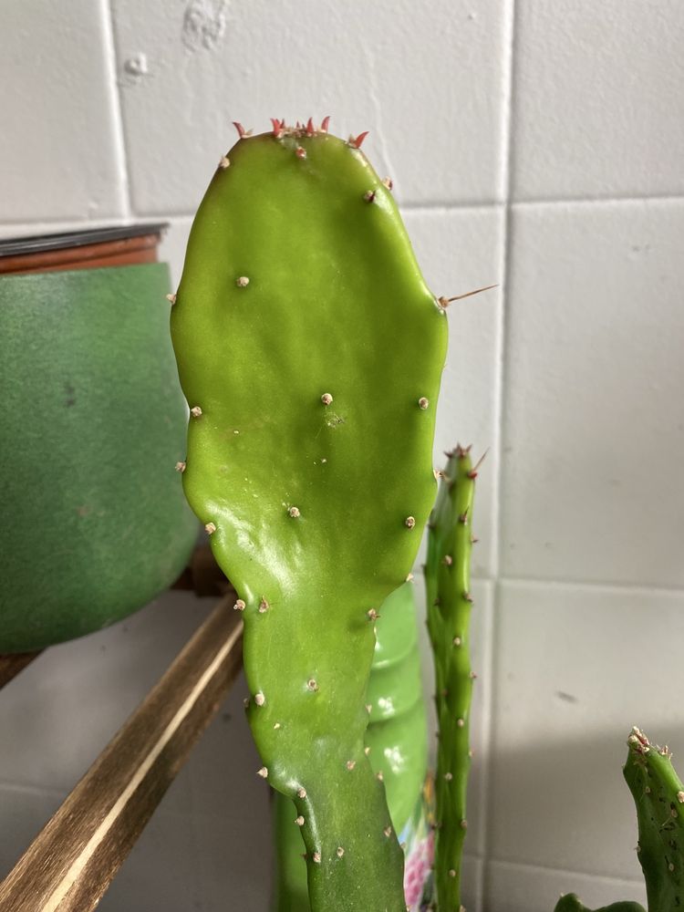 Vendo cactus muito lindo
