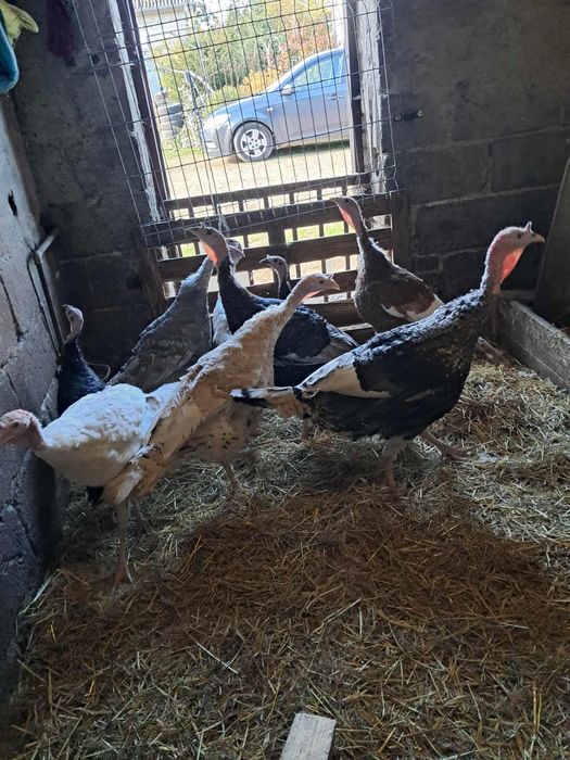 Sprzedam młode Indyki i Indory