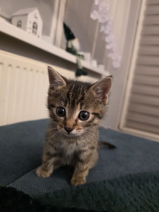 Oddam malutką kotkę