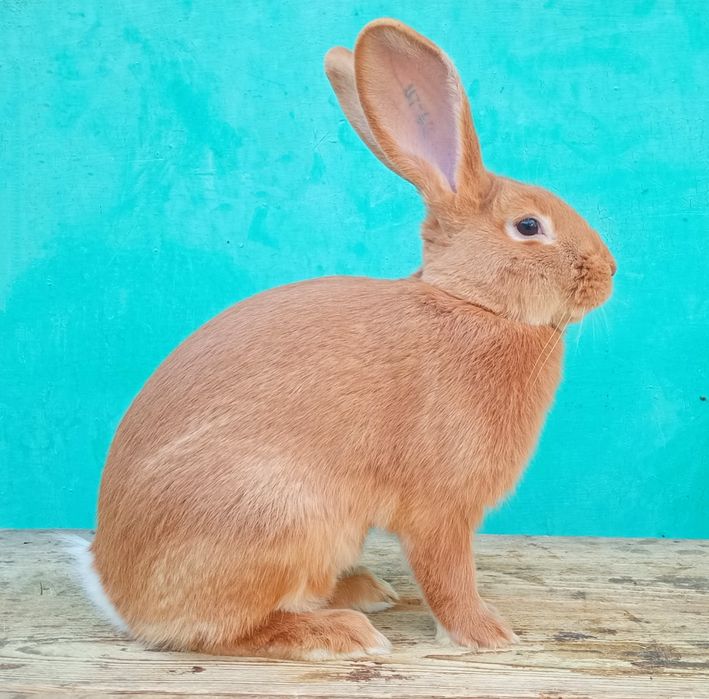 Кролики породи бургундія.