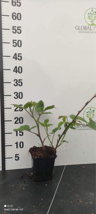 Jeżyna/ Rubus sadzonka doniczka P9